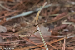 Idolomorpha madagascariensis