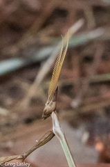 Idolomorpha madagascariensis