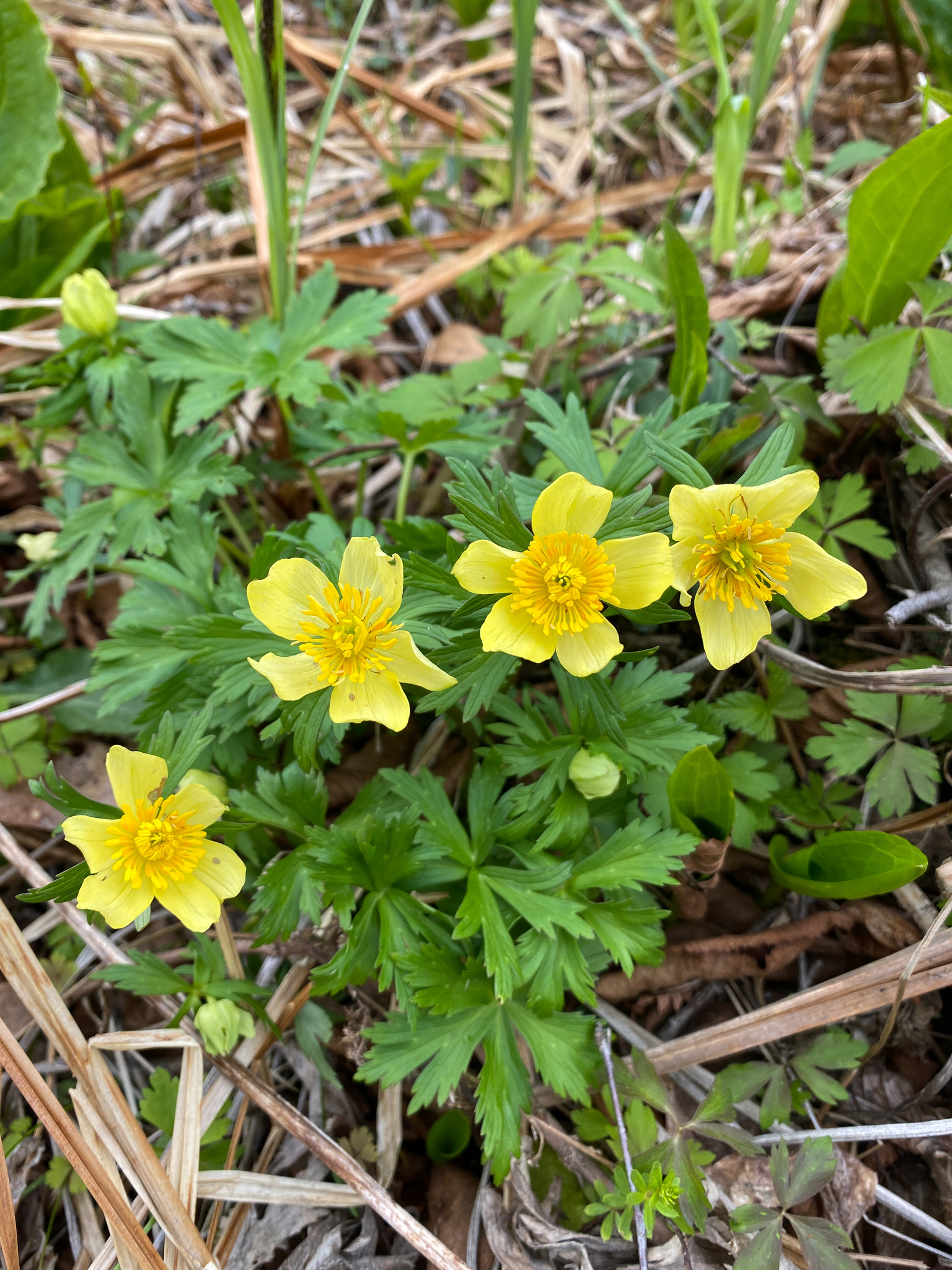 Trollius laxus
