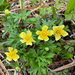 Trollius laxus - Photo (c) Andrew Lane Gibson,  זכויות יוצרים חלקיות (CC BY-NC), הועלה על ידי Andrew Lane Gibson