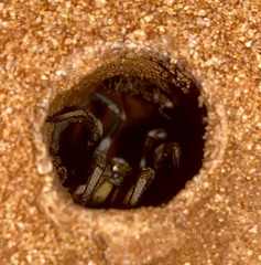 Hoggicosa