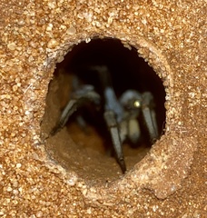 Hoggicosa