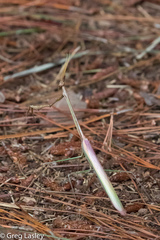 Idolomorpha madagascariensis