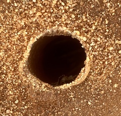 Hoggicosa