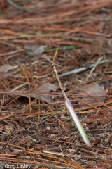Idolomorpha madagascariensis
