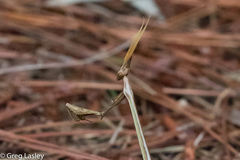Idolomorpha madagascariensis