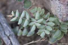 Pellaea truncata