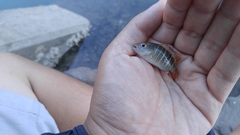 Lutjanus argentimaculatus