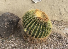 Kroenleinia grusonii