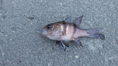 Apogonichthyoides pseudotaeniatus