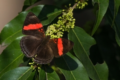 Adelpha lycorias