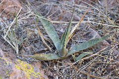 Agave simplex