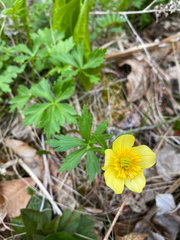 Trollius laxus laxus