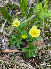 Trollius laxus laxus