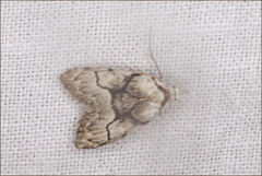 Nola delograpta
