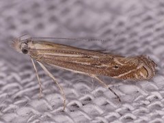 Isophrictis magnella