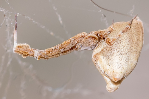 Feather-legged Lace Weaver