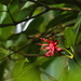 Illicium mexicanum - Photo (c) El Chivizcoyo, some rights reserved (CC BY-NC), uploaded by El Chivizcoyo