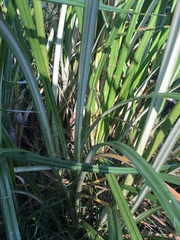 Cyperus exaltatus