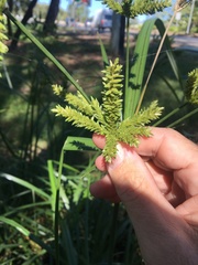 Cyperus exaltatus