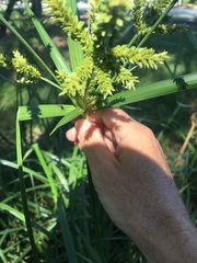 Cyperus exaltatus