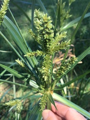 Cyperus exaltatus
