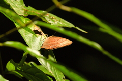 Cyllopsis suivalens suivalens