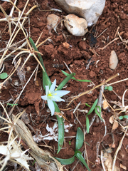 Ornithogalum lanceolatum