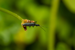 Oedemera crassipes