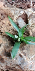 Ornithogalum lanceolatum