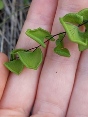 Adiantum jordanii