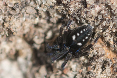 Nurscia albomaculata