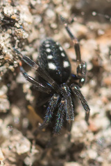 Nurscia albomaculata