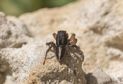 Aelurillus luctuosus