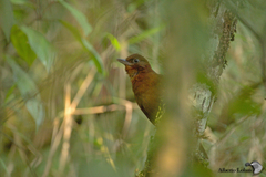Clibanornis rubiginosus