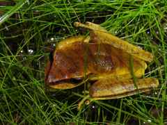 Boana multifasciata