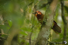 Clibanornis rubiginosus