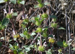 Acanthomintha lanceolata