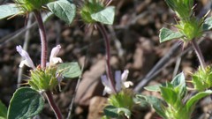 Acanthomintha lanceolata