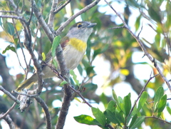 Pachyramphus viridis