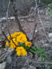 Erythrostemon mexicanus