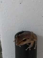 Pristimantis ramagii