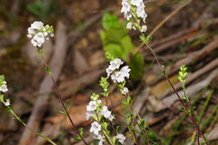 Euphrasia collina