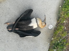 Theristicus melanopis