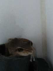 Pristimantis ramagii