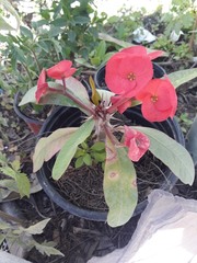 Euphorbia milii
