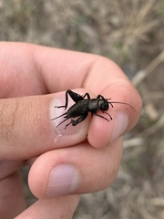 Gryllus veletis