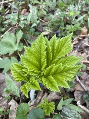 Hydrastis canadensis