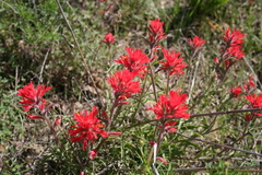 Castilleja subinclusa subinclusa