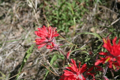 Castilleja subinclusa subinclusa